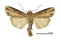 物種:Axylia putris triseriata 攝影:吳士緯